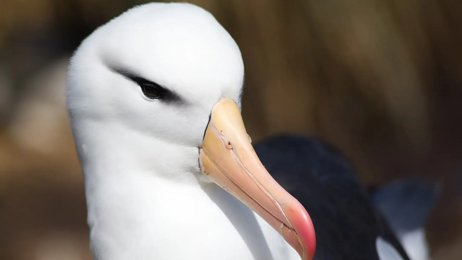 albatross-4810448_1920 ptica pixabay-6751ce54ad859.webp