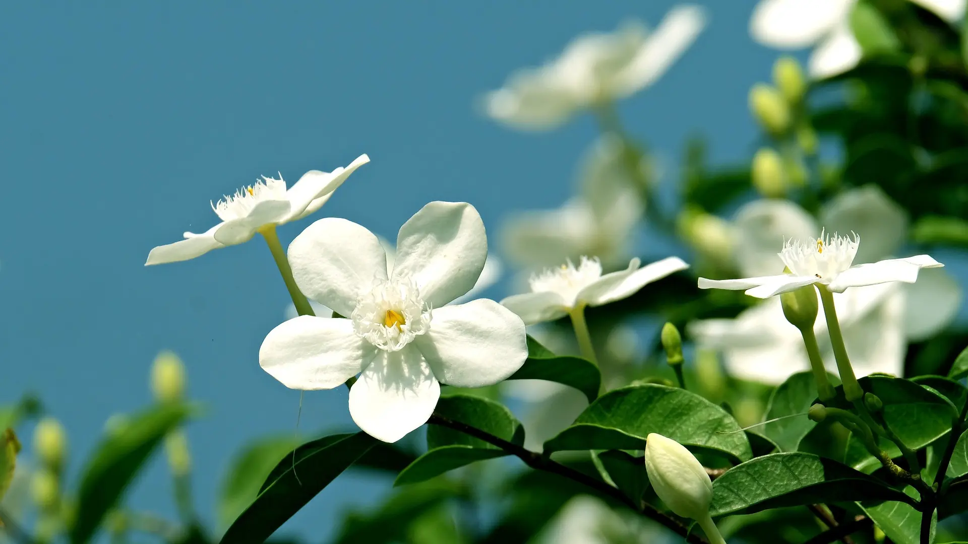 jasmin cveće pixabay-6765542b75675.webp