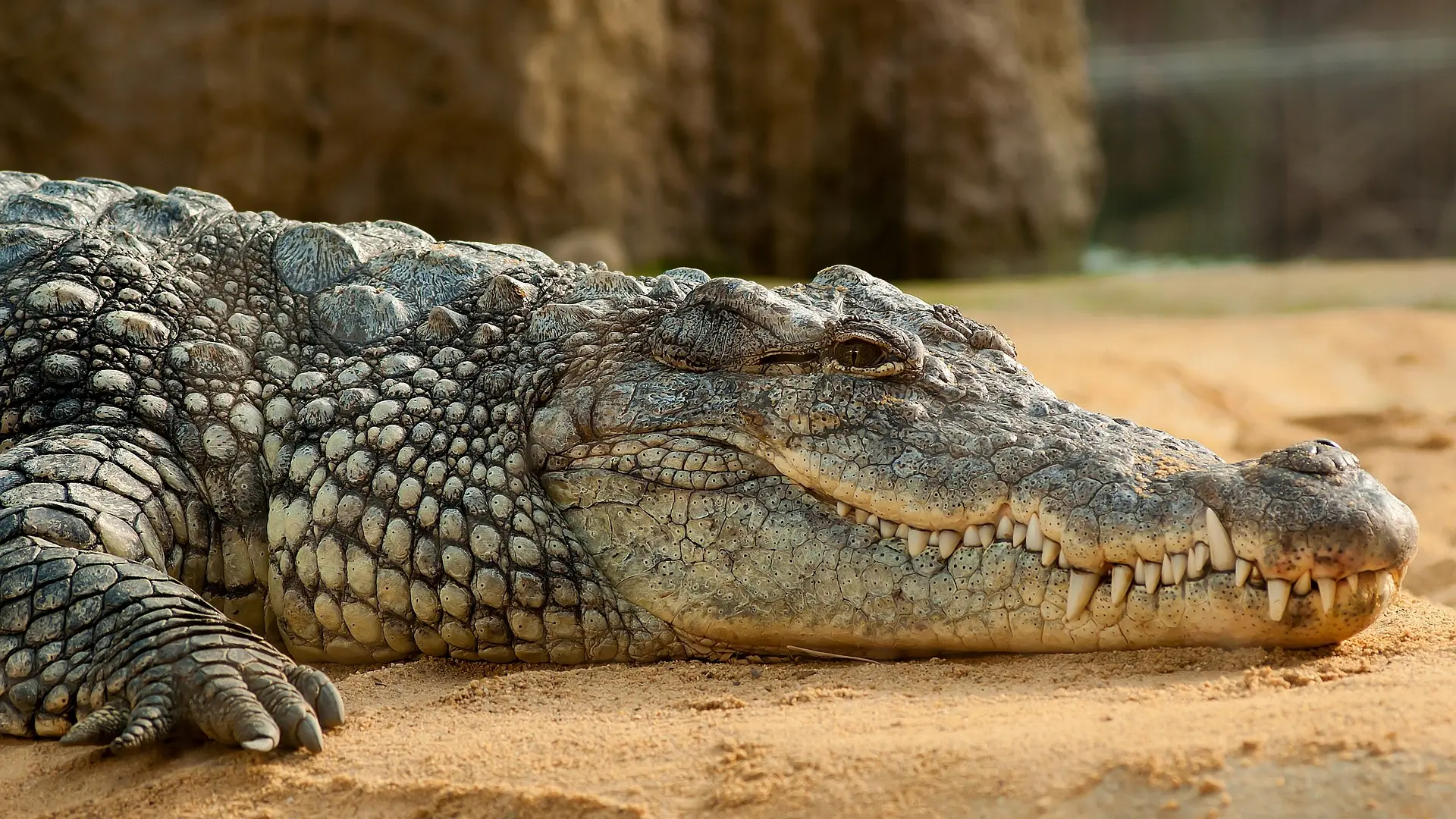 nile-crocodile-245013_1920, krokodil Pixabay-676d50664de62.webp