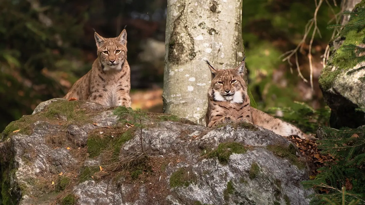 lynx-7237040_1280-ris-risovi-Pixabay-677f9f77c2e34.webp