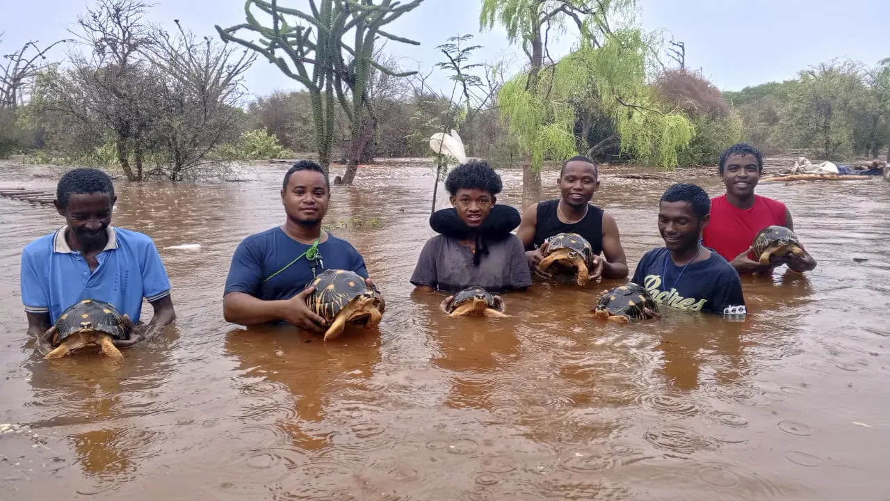 madagaskar, spasavanje kornjača, 24 jan 2025 - Lavavolo Tortoise Center via AP (1)-6793f078103f8.webp