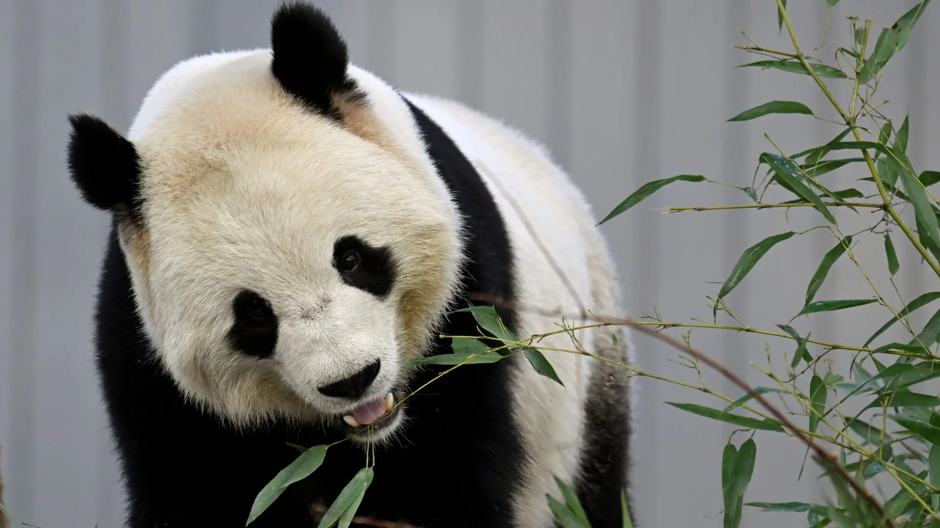 panda - (AP PhotoJohn McDonnell-6794fa5282e41.webp