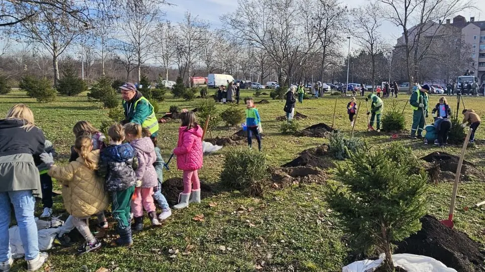 sadnja jelki jkp zelenilo beograd-679a5f0264a4b.webp