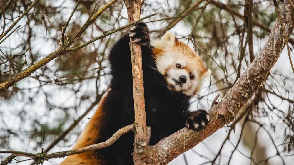 shutterstock_2407670213-crvena panda, životinej, zoološki vrt, zoo-67784f7788b49.webp