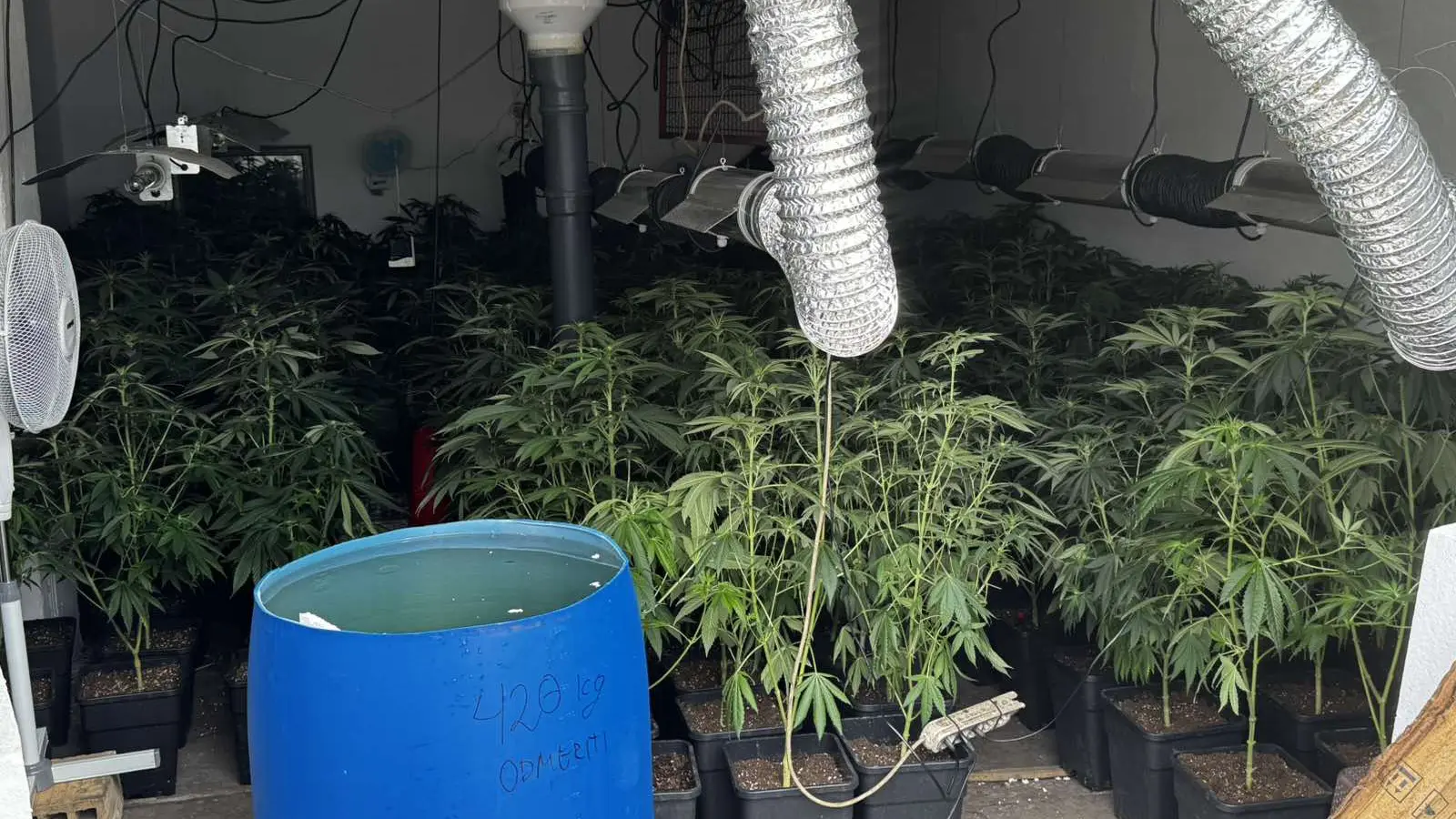 marihuana MUP-67e2fa5d9ba26.webp