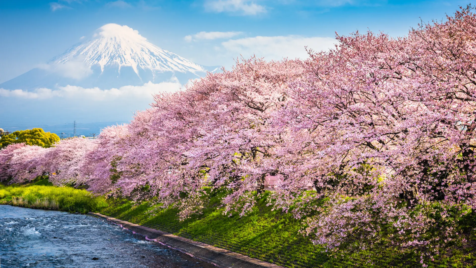 shutterstock_ japan japanksa trežnja proleće-67e553f5bc231.webp