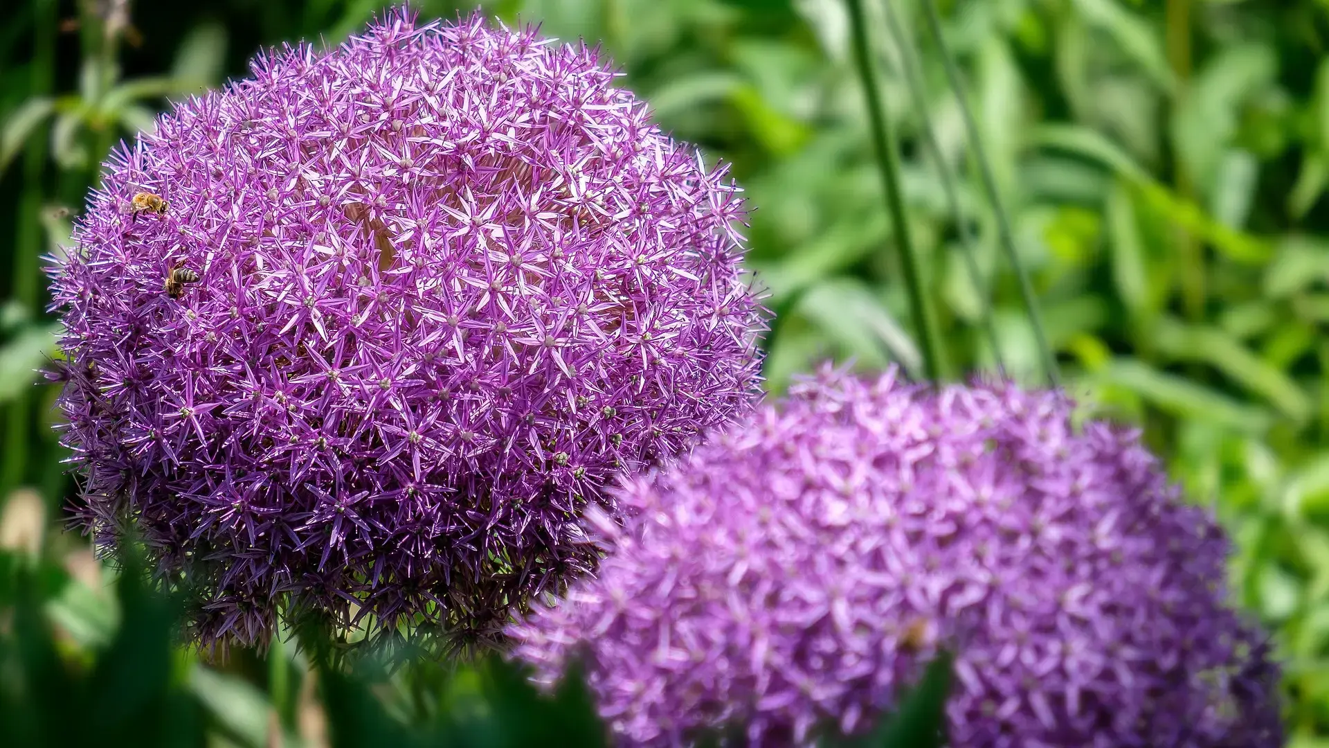allium cvece pixabay-67fe3f99e9d9e.webp