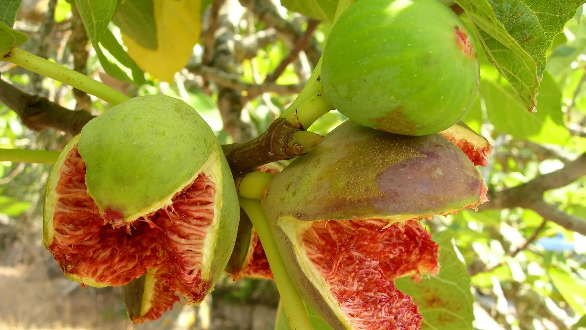 fig smokva voce pixabay-67ef9b3ca360d.webp