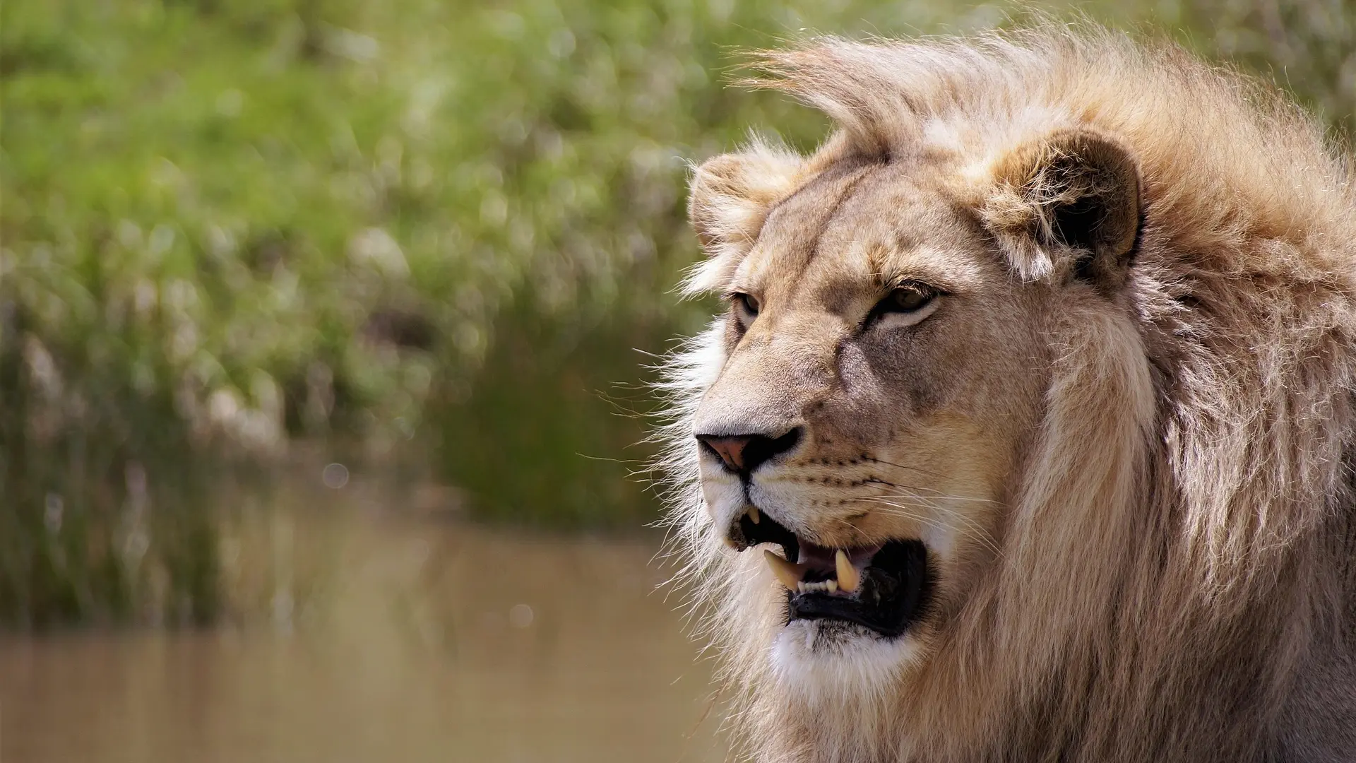lav lion pixabay-6805242e97c62.webp