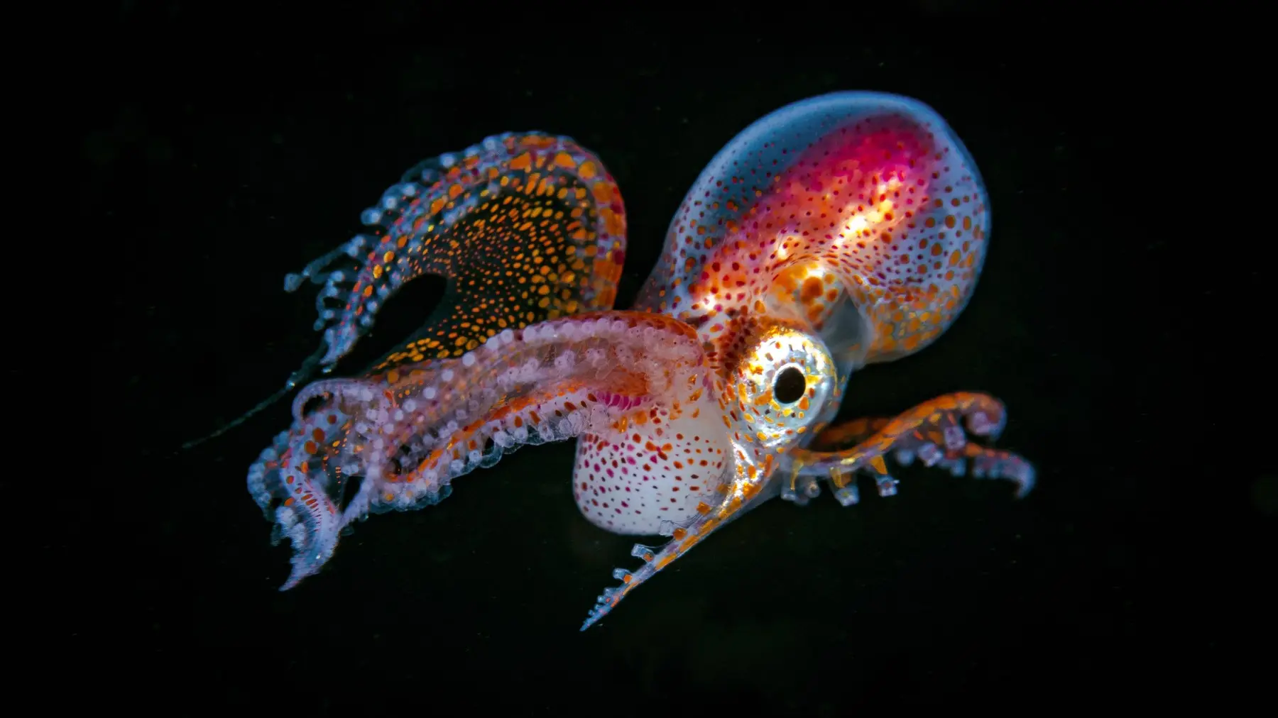 lignja profimedia-67ff8ccb53a67.webp