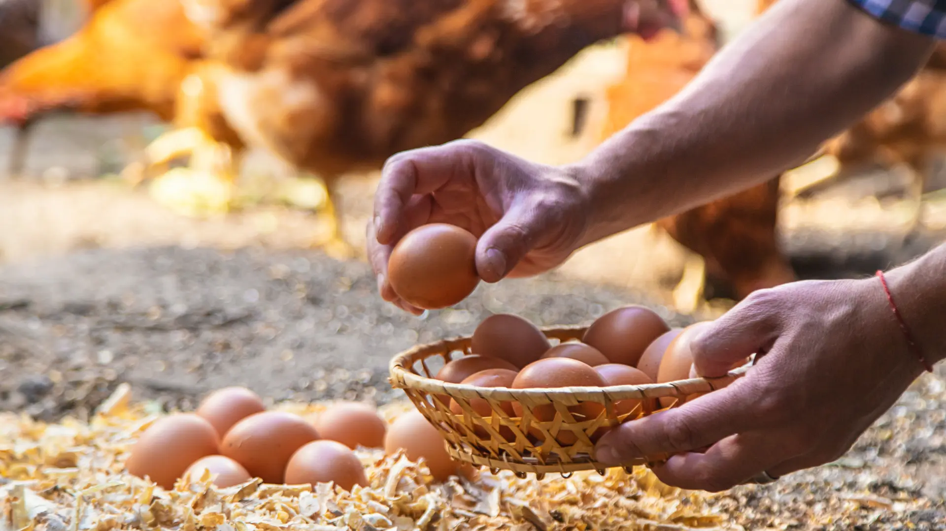 shutterstock domaća jaja kokoške nosilje farma-67f103cbbd35b.webp