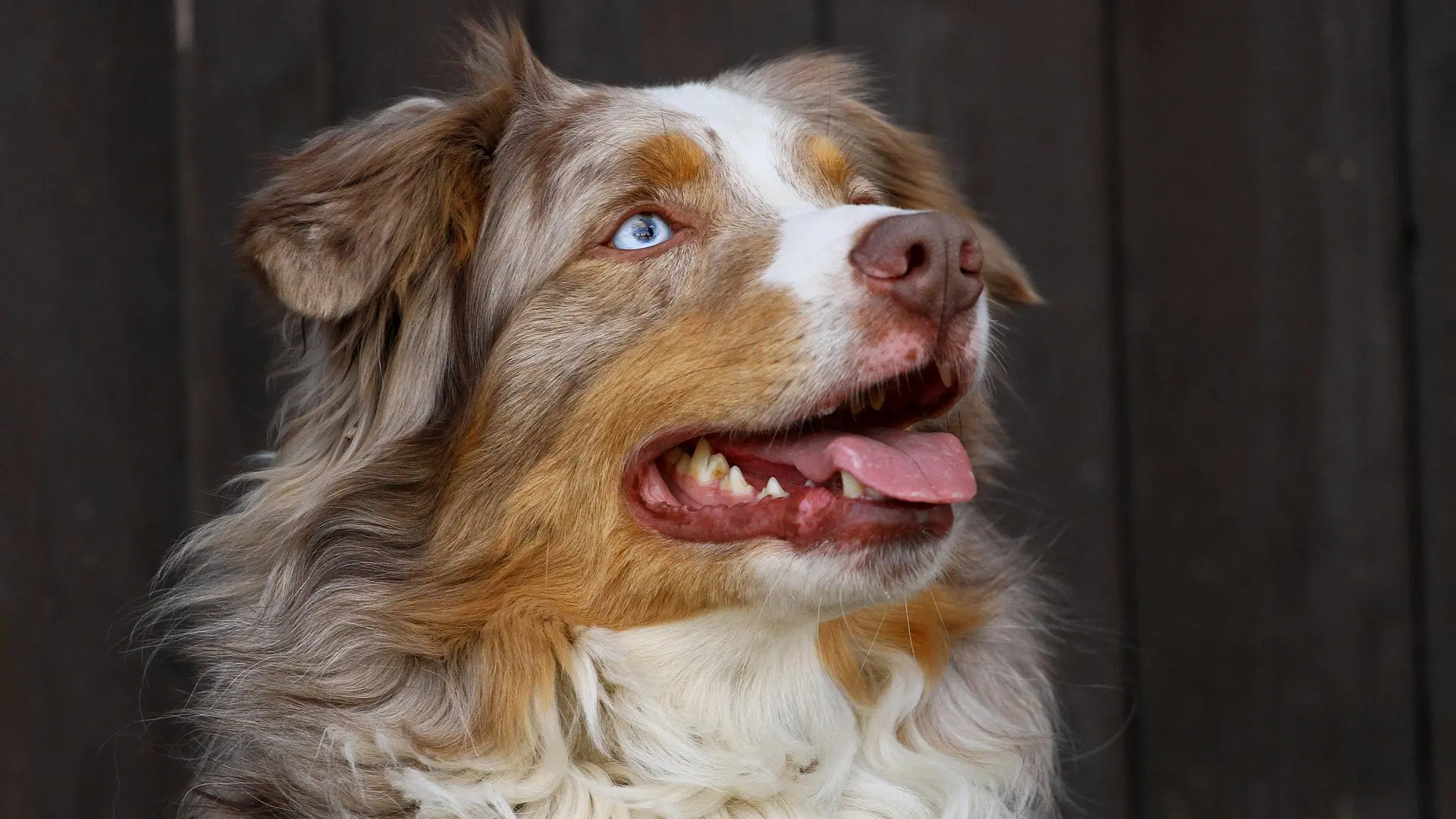 Australijski ovčar, pas pixabay-683860f5ec2e2.webp