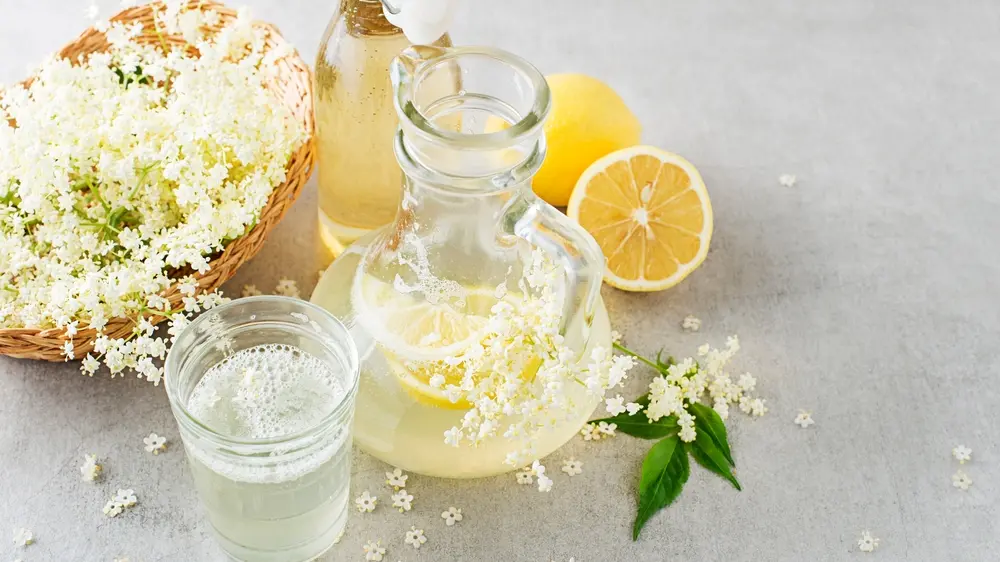 Zova, sok od zove, sirup od zove - shutterstock-DUSAN ZIDAR-6817225fce1a2.webp