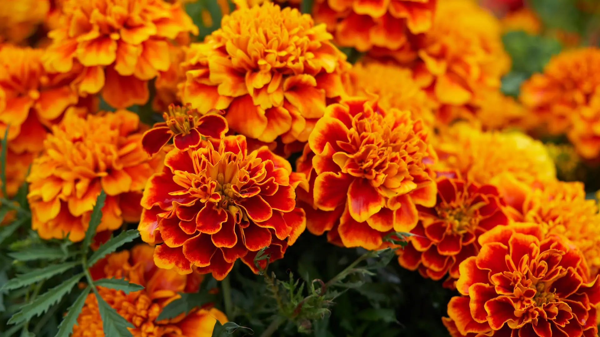 cveće pčela kadifa velvet pixabay 5-682da2f46e48f.webp