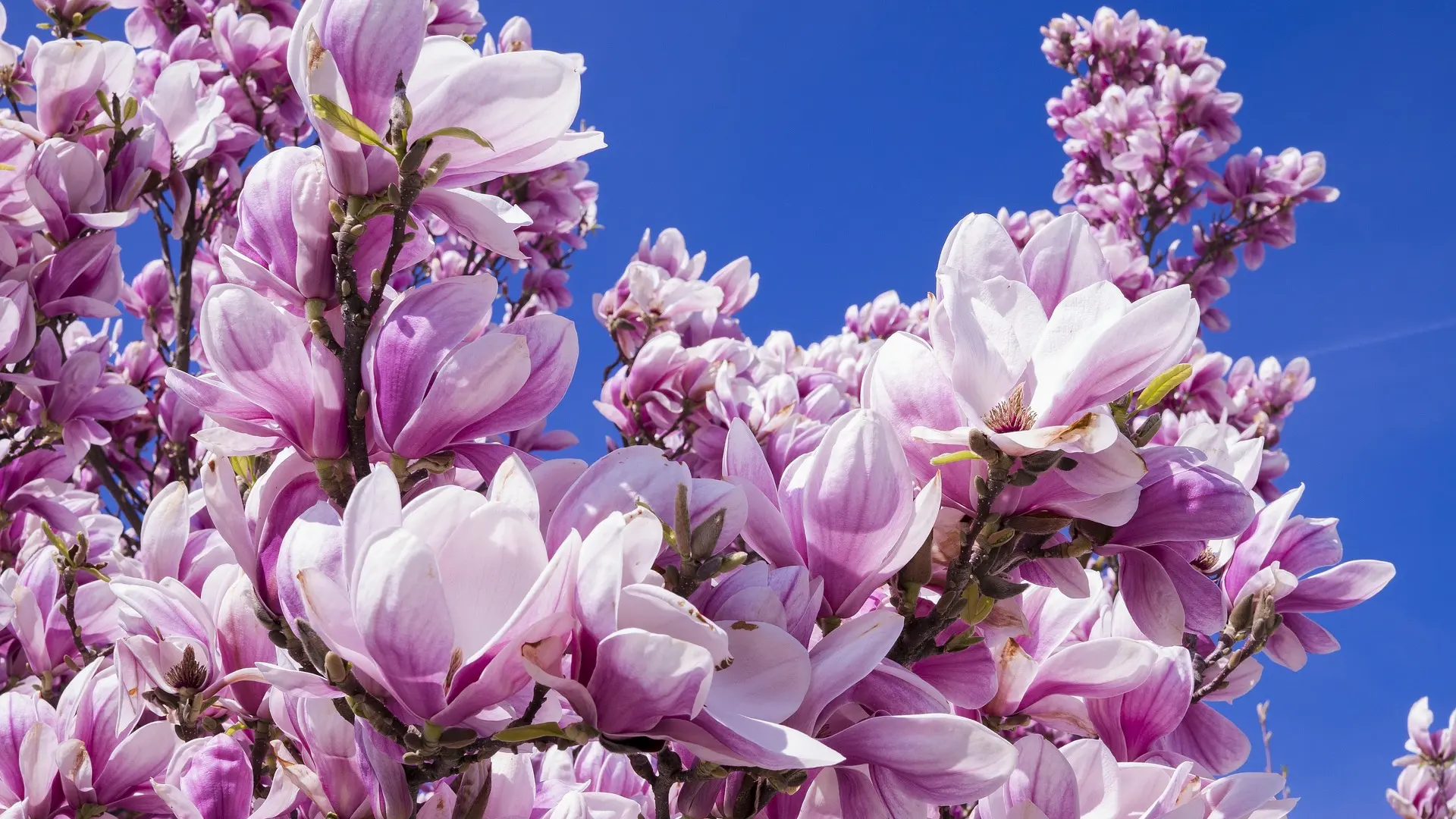 magnolija cvet proleće pixabay-682763960404b.webp
