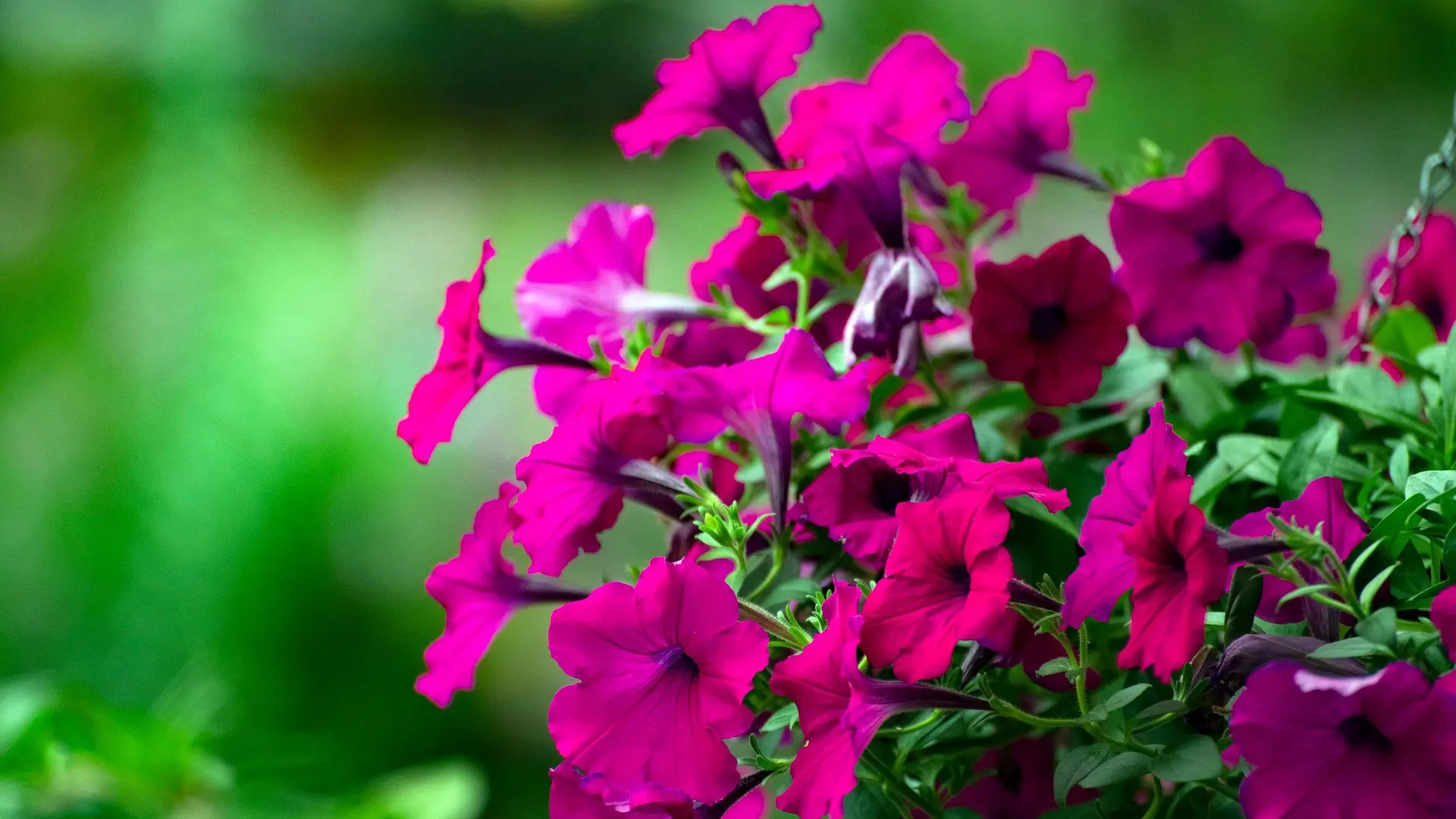 petonija cveće petonije pixabay-68136ff9c6a68.webp