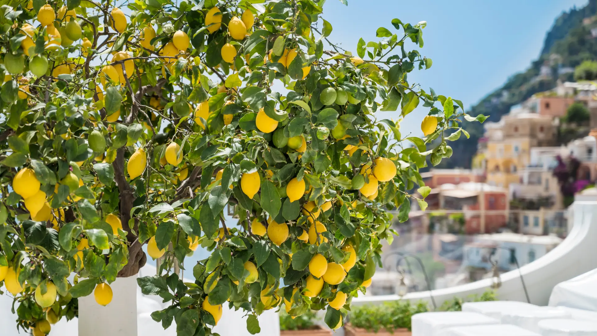 shutterstock_2477197539 limun drvo limuna mediteran more-682af6cbeef05.webp