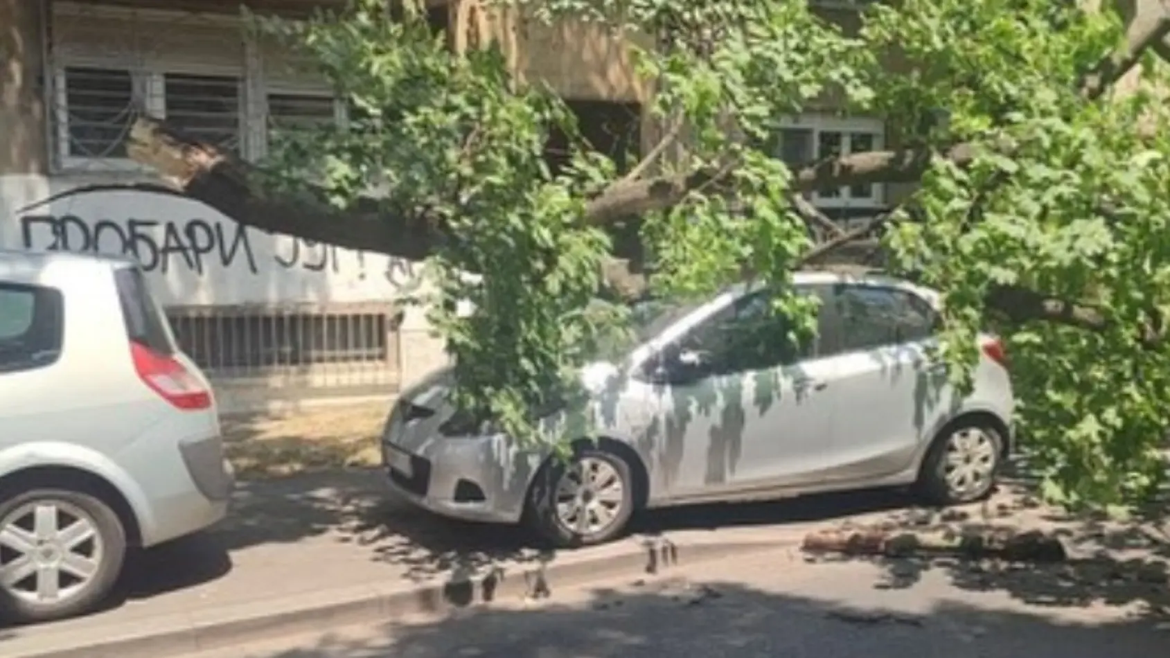 karaburma drvo palo na automobil instagram moj_beo_grad-6852b7249cef2.webp