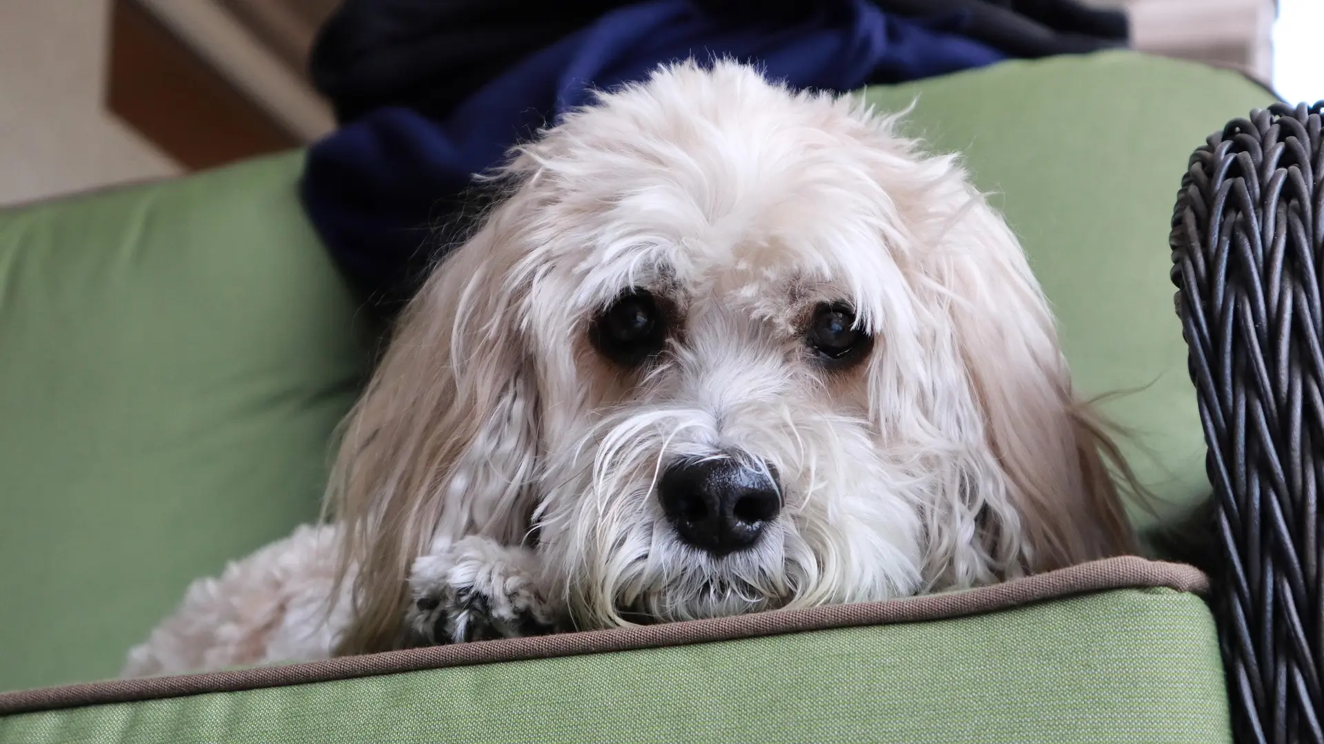 kokapu pas kuče pixabay 1-68625bd32bc64.webp