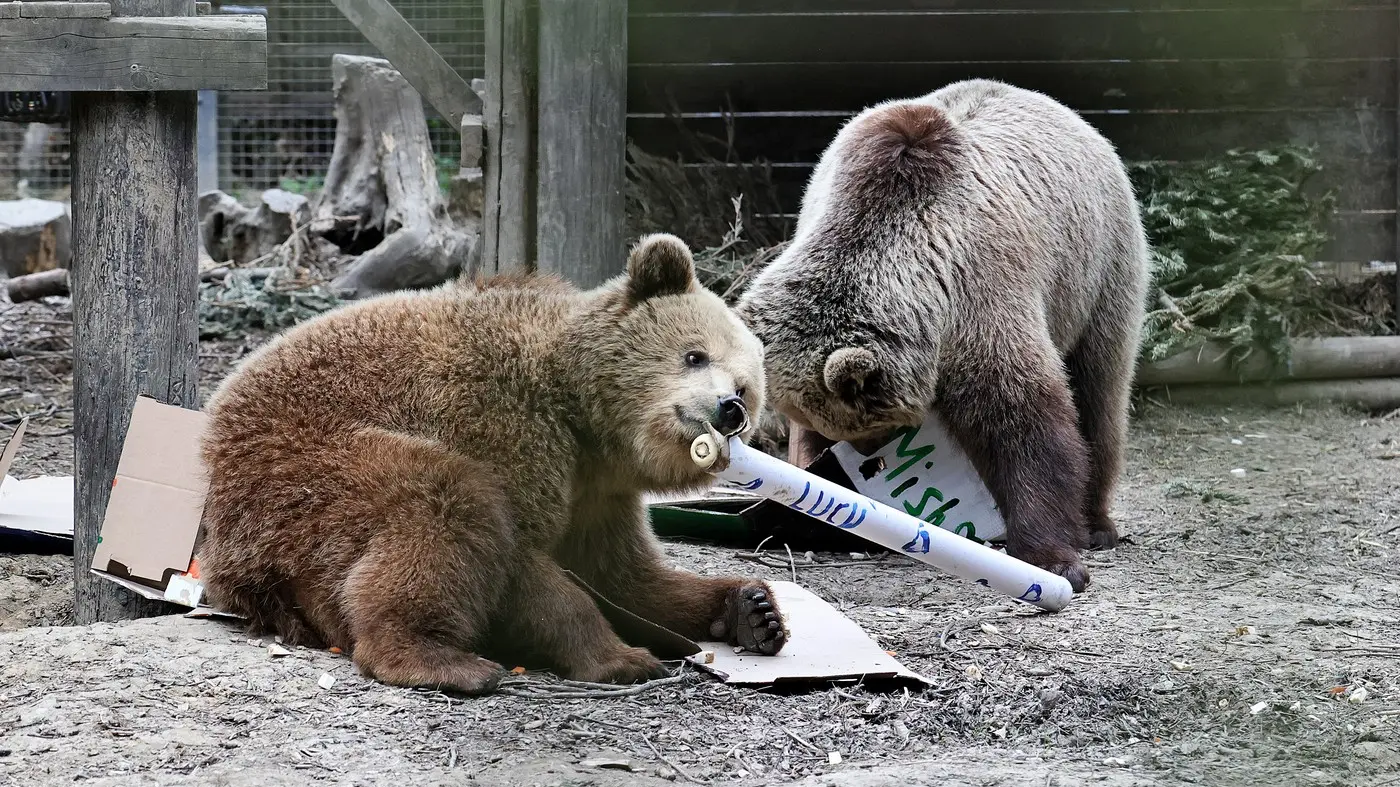 medvedi miša i lusi, park za divlje životinje vajldvud devon, wildwood devon - 24 jun 2025 - profimedia-1014490968-685ab9975fd62.webp