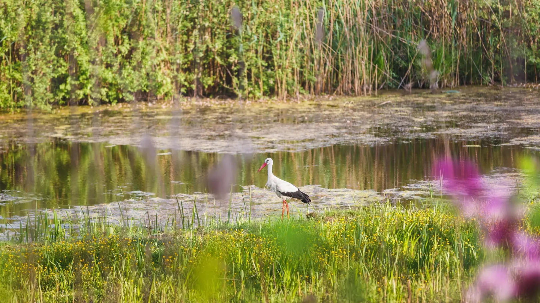 profimedia-0711083668 obedska bara-684dade1bf9d6.webp