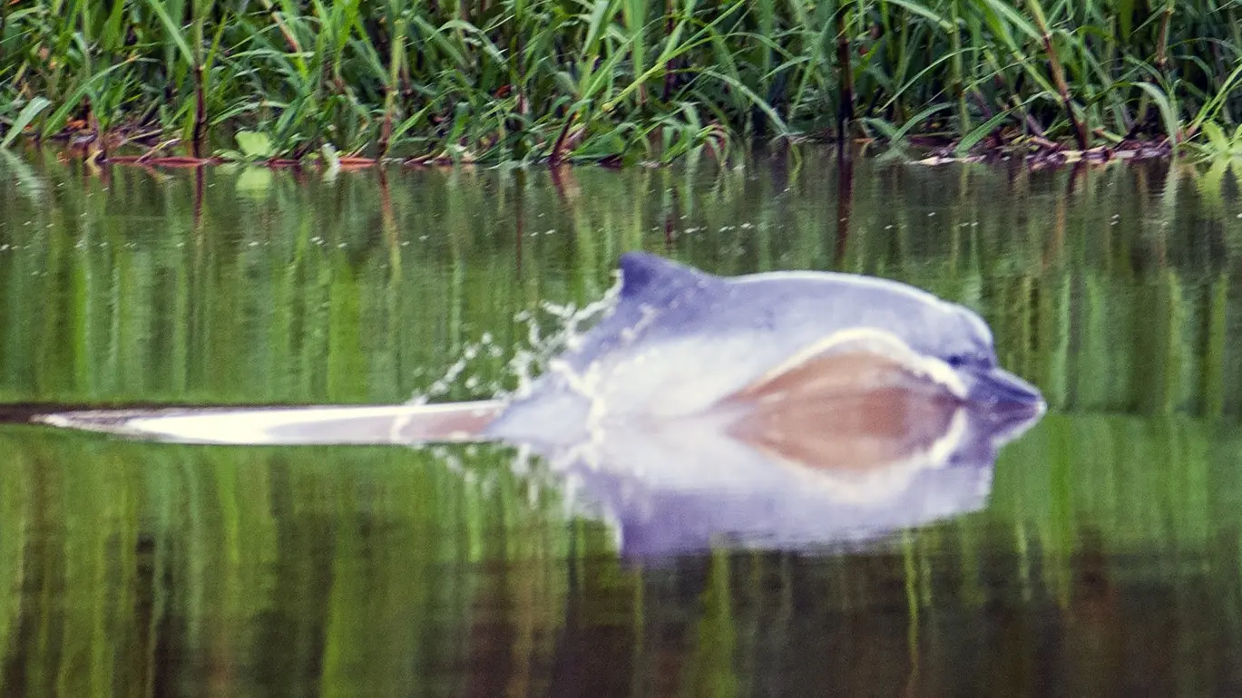 ružičasti delfini, 9 mart 2008 - profimedia-0831070600-68616bdc46a06.webp