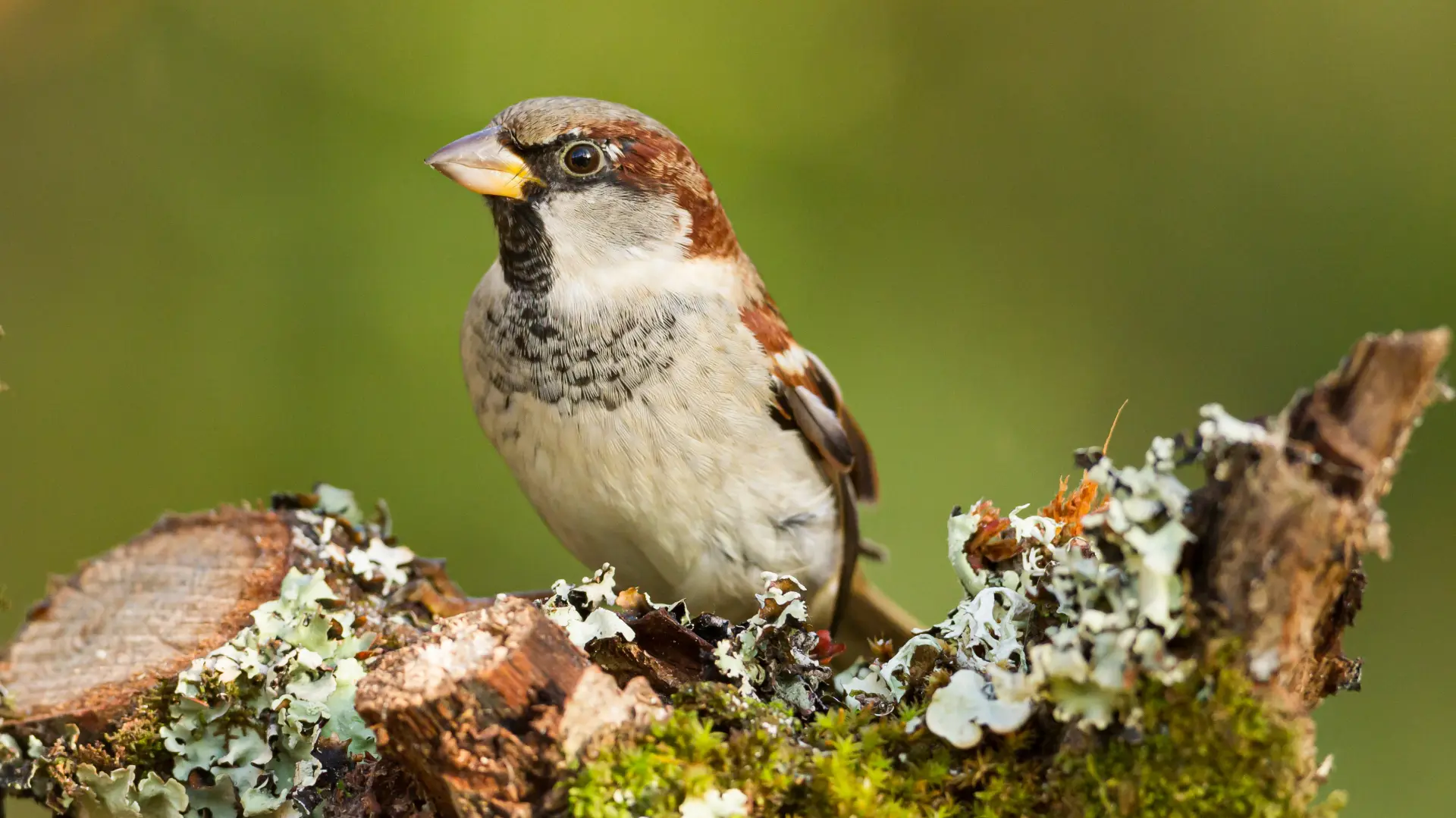 shutterstock_1713630676 vrabac ptica ptice-684be6ab35db7.webp