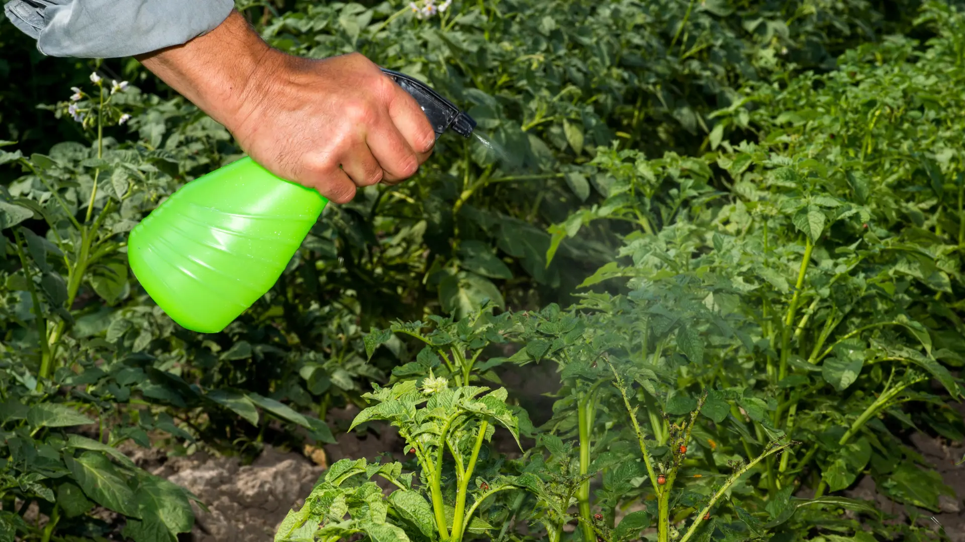 shutterstock_1761409073 biljne vaši biljke bašta pesticidi paradajz sprej-685148b1038a1.webp