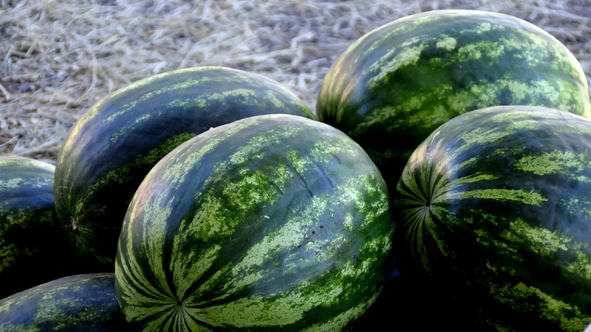 watermelon-1077677_1920 lubenica bostan pixabay-684355c91a2c0.webp