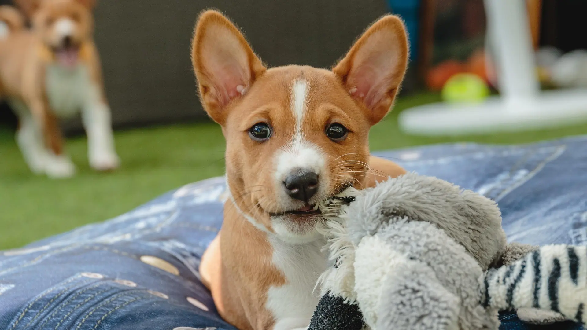 Basenji  pas psi pixabay 2-686e296ae67b2.webp