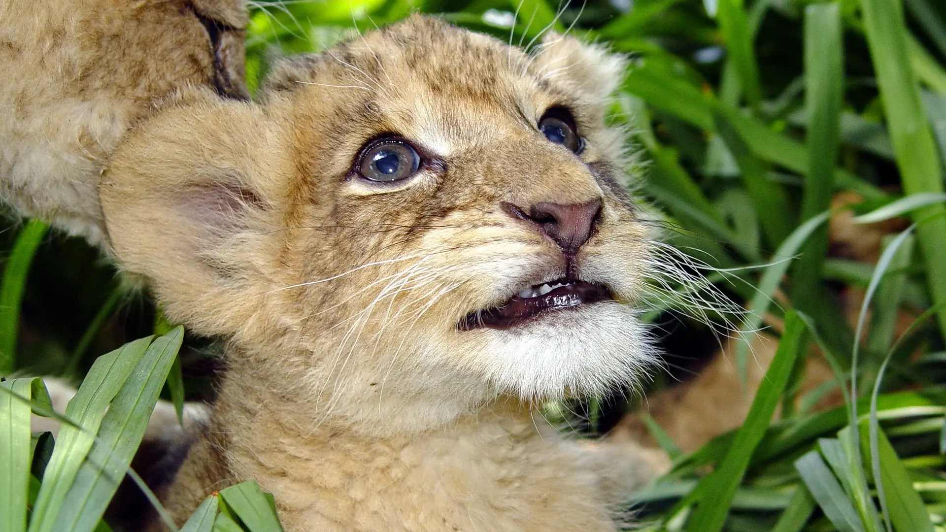 beba lava lavić pixabay lav lion-68779aa5e9baf.webp