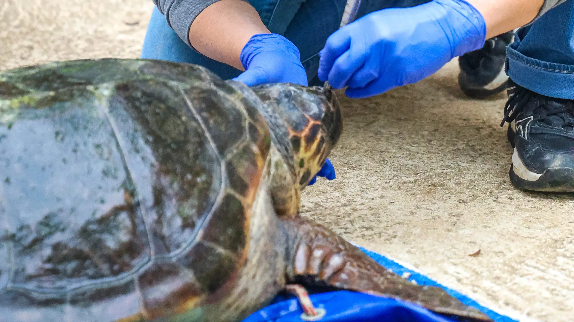 kornjača, kornjače u puli, pula, 7 okt 2024 - Srecko Niketic PIXSELL-6889f20c37808.webp