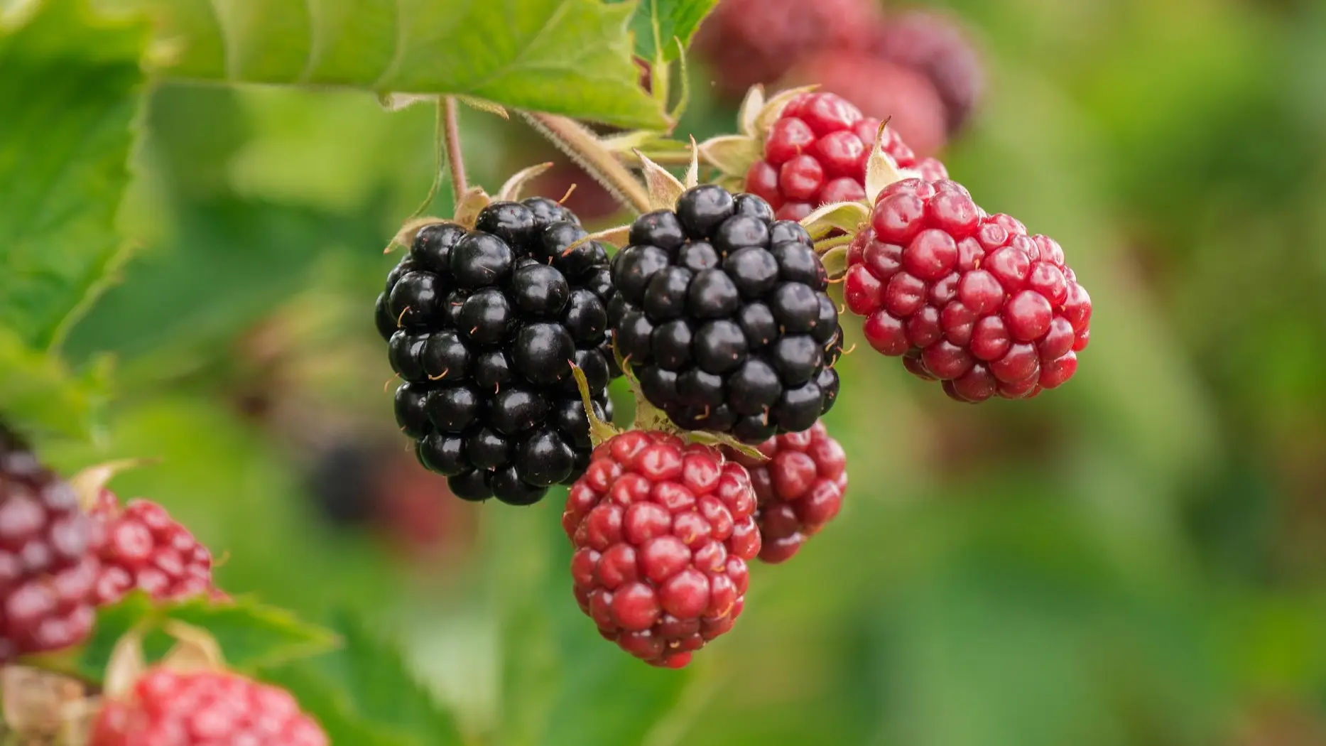 maline kupine bobičasto voće pixabay-687504aa28e83.webp