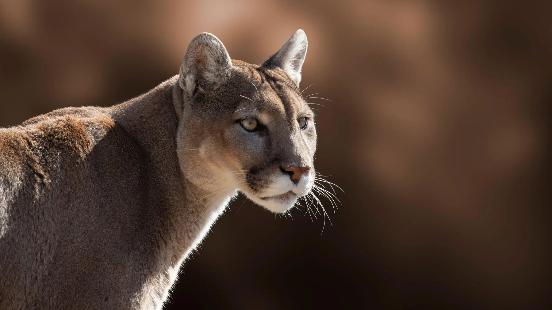 profimedia-1020981565 puma žviotinja-687faaf2425d4.webp
