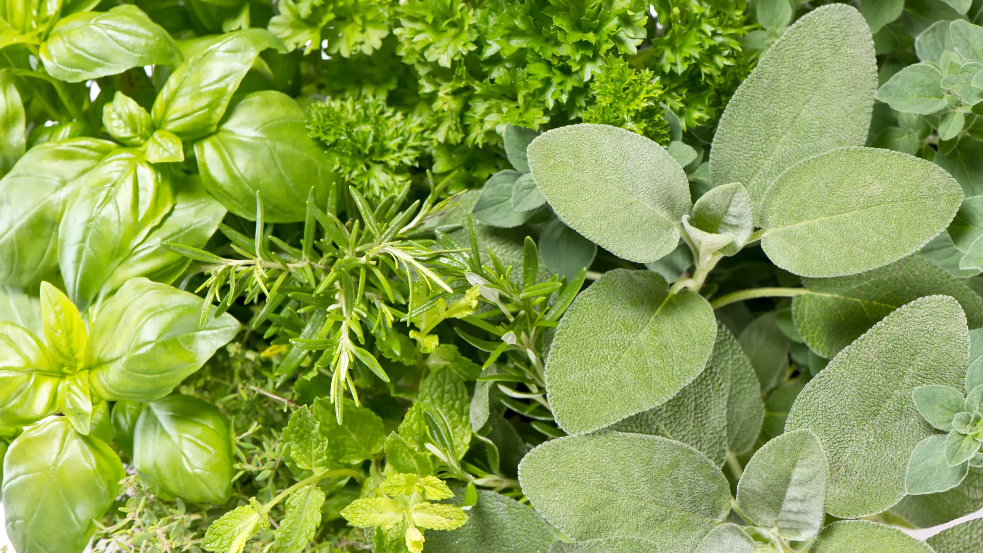 shutterstock_108849014 nana žalfija mint sage lekovito bilje biljke-6885c93245c8a.webp