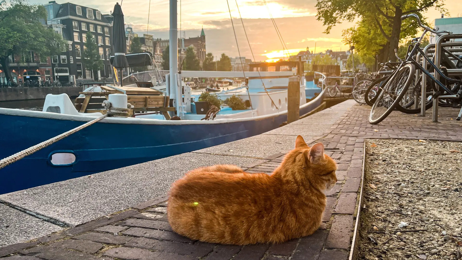 shutterstock_2358320295 mačka amsterdam holandija-68809718e435c.webp
