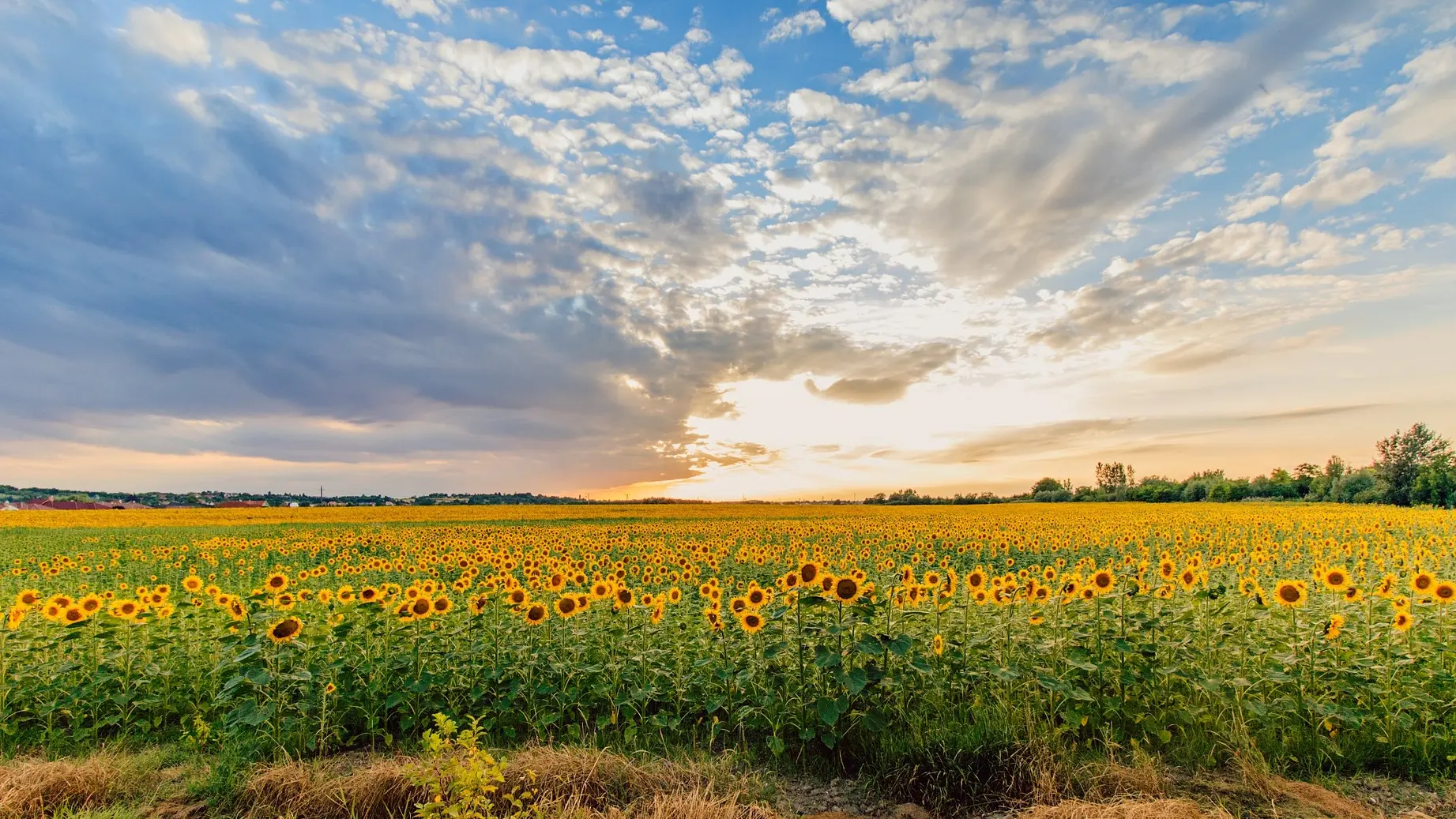 sunce sa oblacima leto vreme vrmenska prognoza suncokreti pixabay-687b73fc2999e.webp
