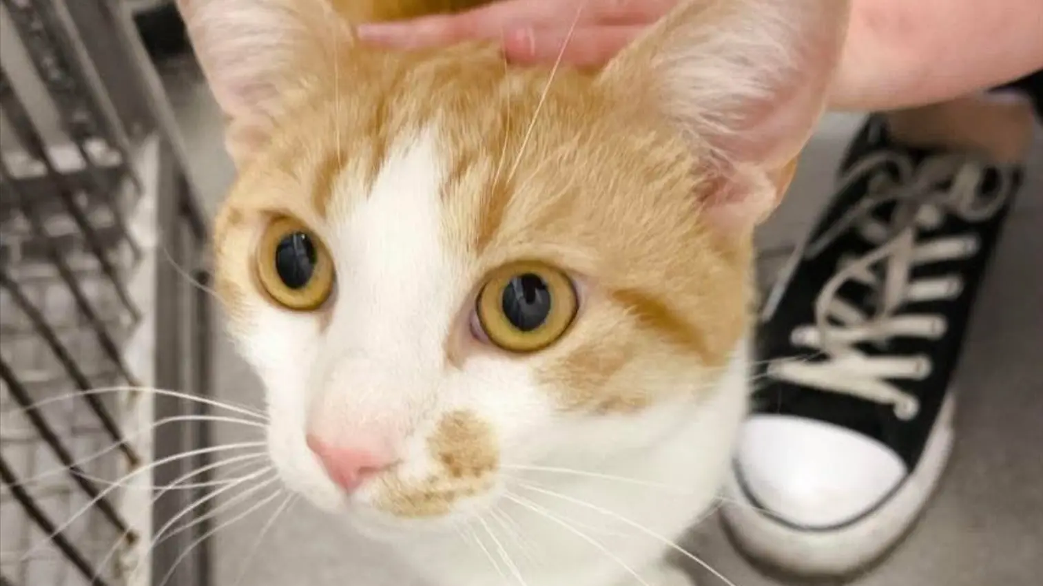 Insatgram printscreen, udomi_ljubimca_-689f330ae8fc2.webp