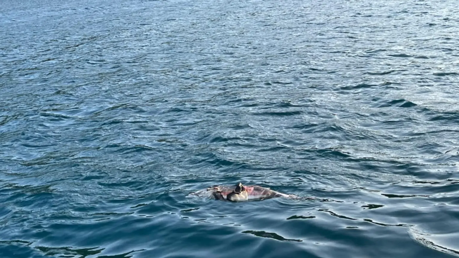 mrtvi delfini jadran FBLignjolov Eging Club Neum-6898a84da262a.webp