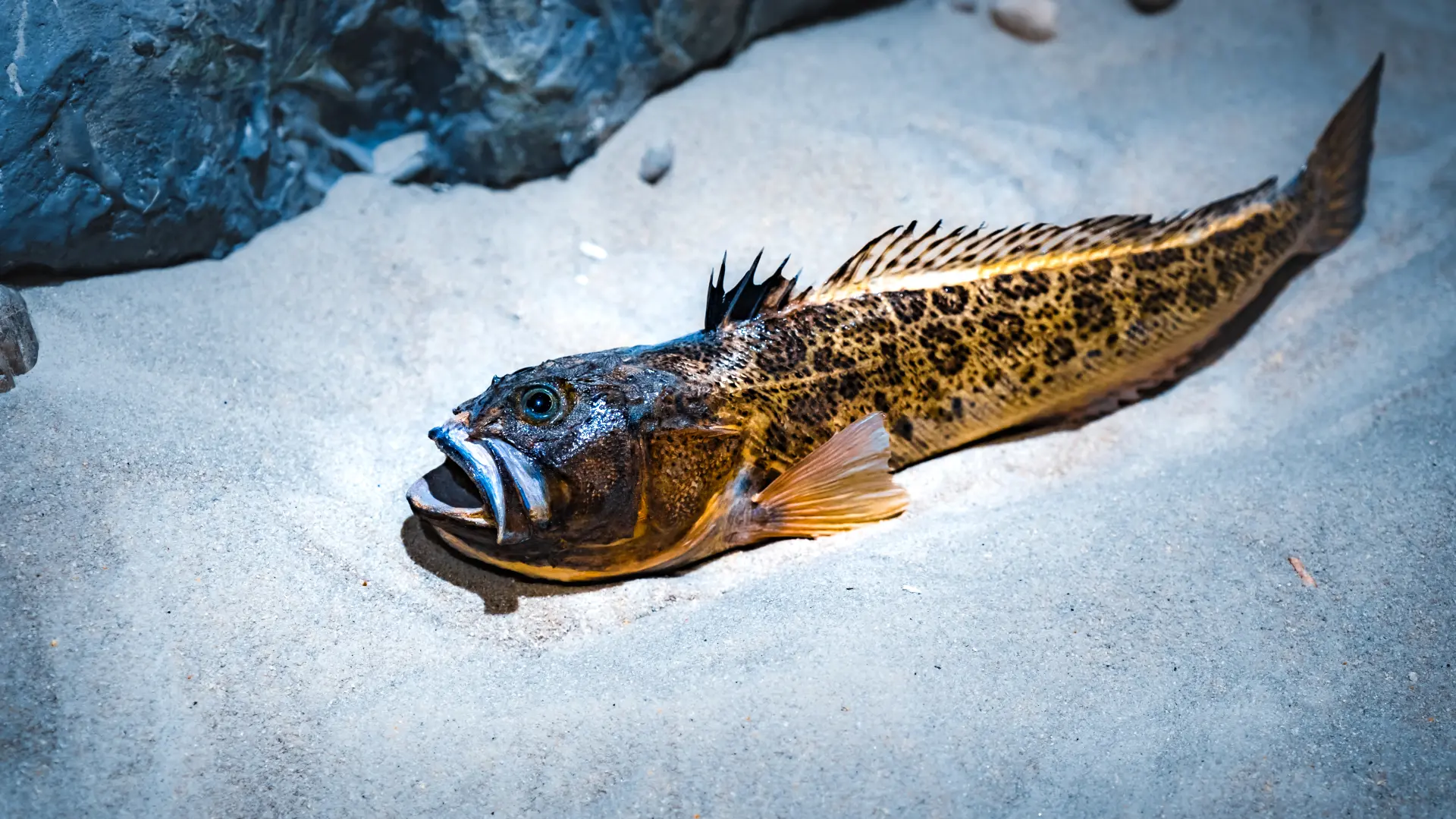 riba zmaj dragon fish shutterstock-6897a6cb6596e.webp