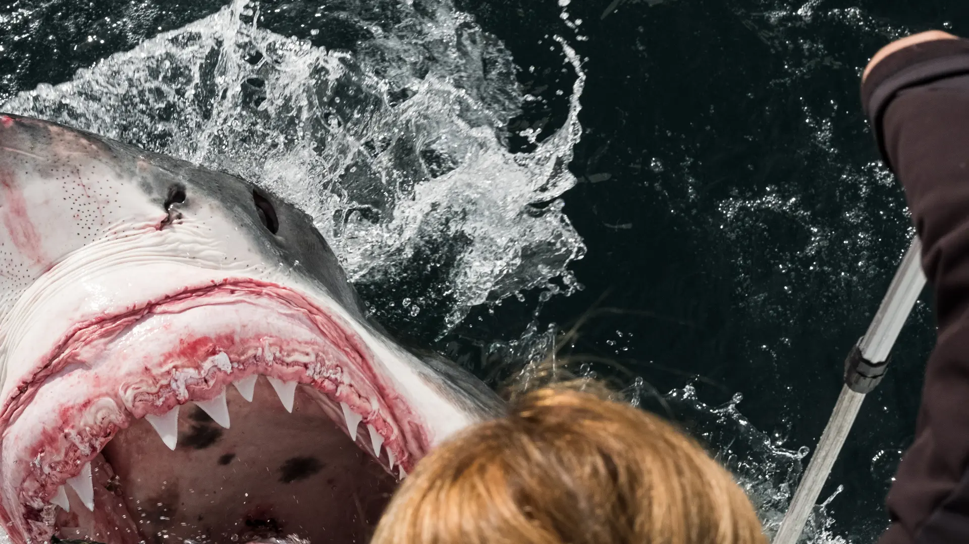 shutterstock_1475782742 ajkula napad ajkule more zver ugriz-689f394642c2b.webp