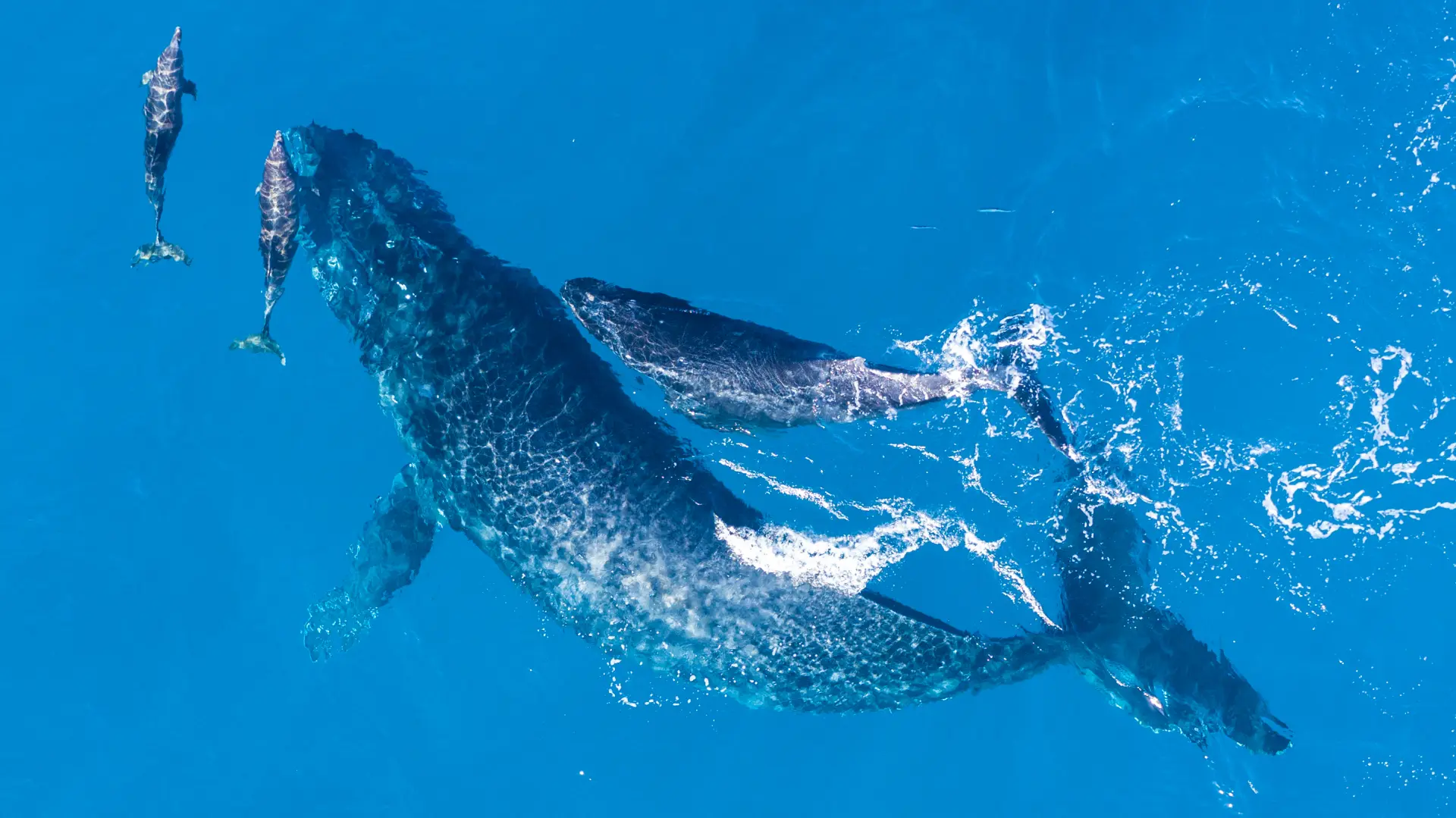 shutterstock_1665841711 kitovi delfini more ribe voda kit delfin-689c44089c167.webp