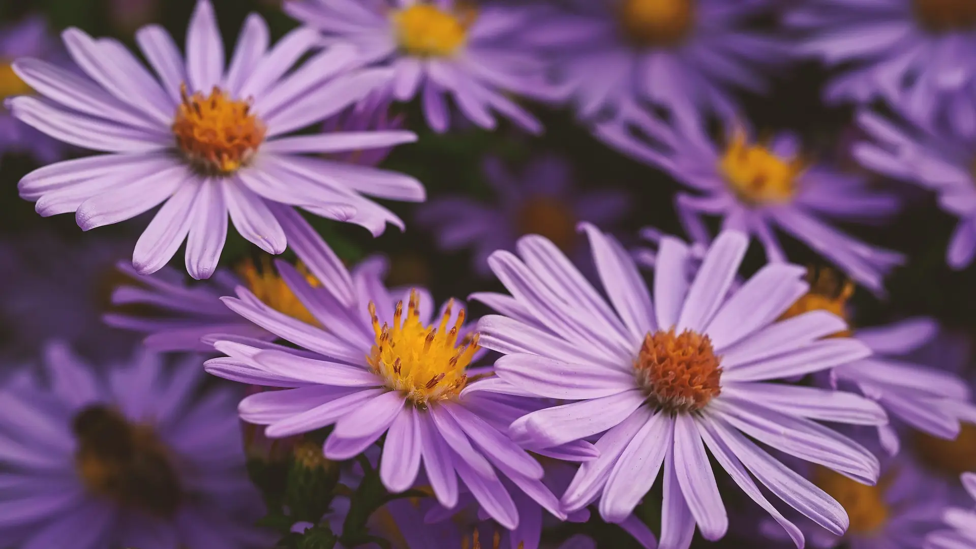 aster cveće pixabay 2-68d988e937715.webp