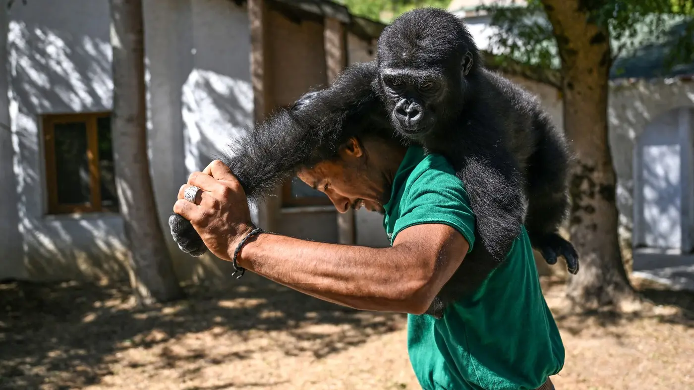 gorila zejtin, 3 sept 2025 - profimedia-1036434035-68c5839f622ef.webp