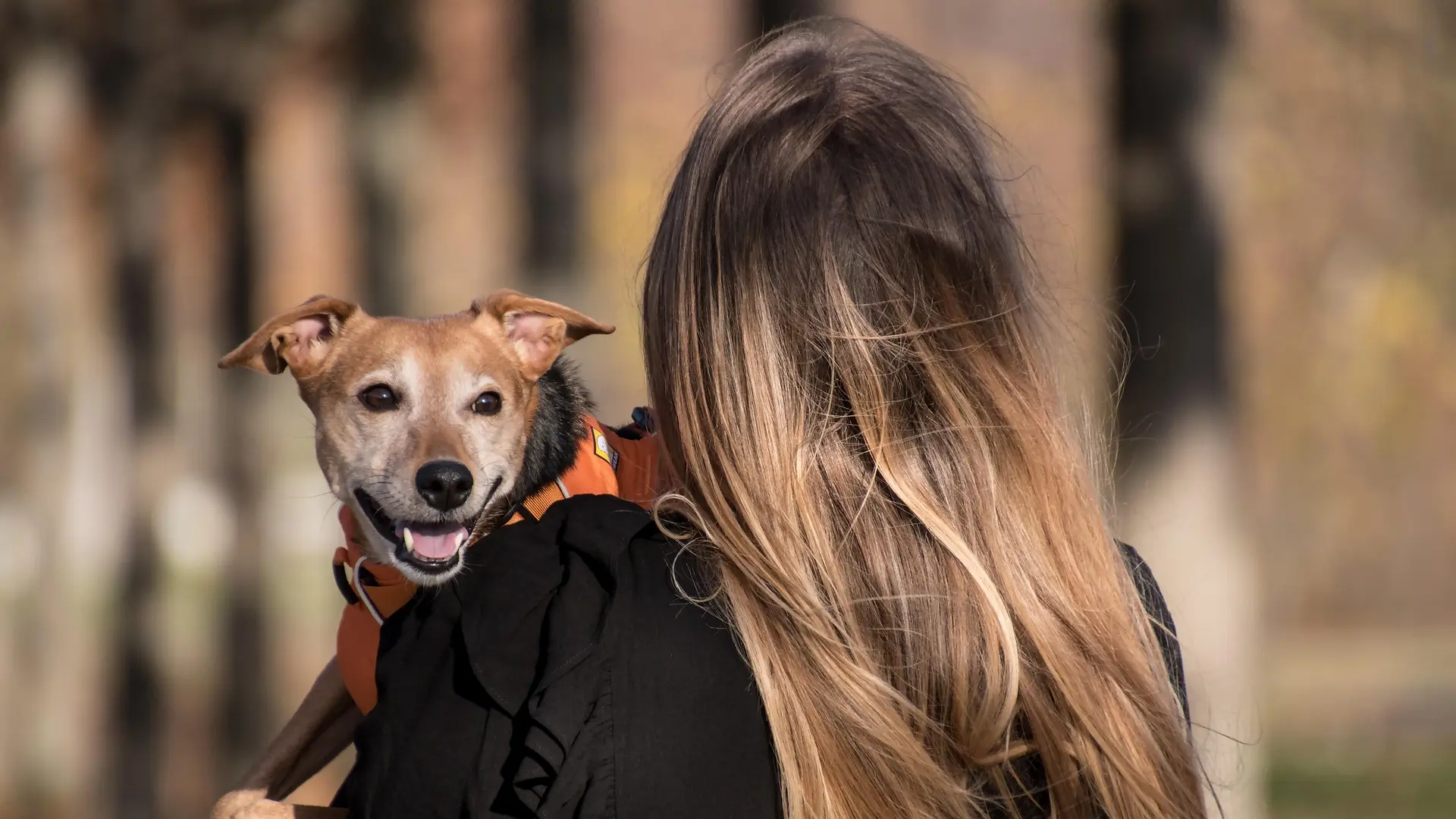 pas ljubimac kuče psic stene pixabay-68c44fd571d67.webp