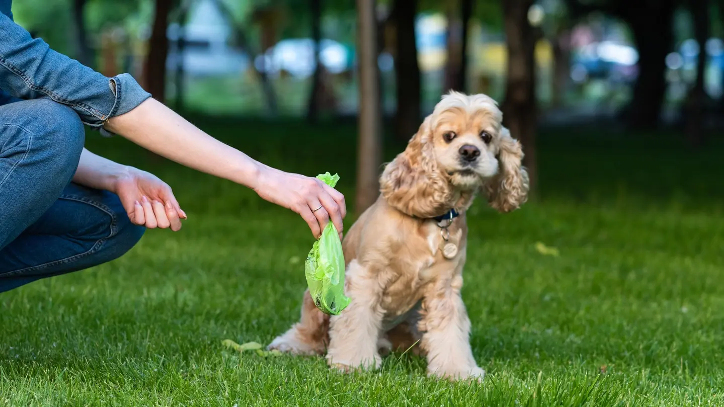 pas, psi, pseći izmet, kupljenje psećeg izmeta, čišćenje za psom - shutterstock_1443330659-68cc3ba95af1d.webp