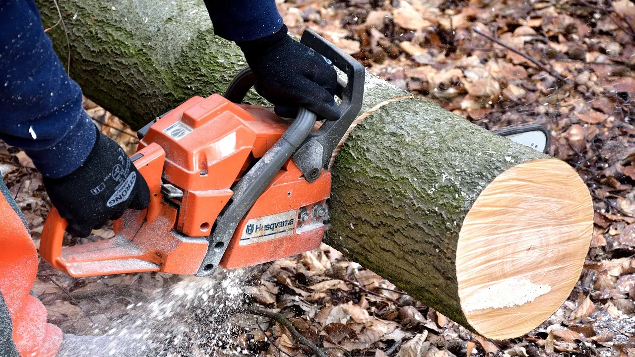 seča drva, seča šume, drvoseča, motorna testera, drvo, stablo, Pixabay-68c2c4c50c0c2.webp