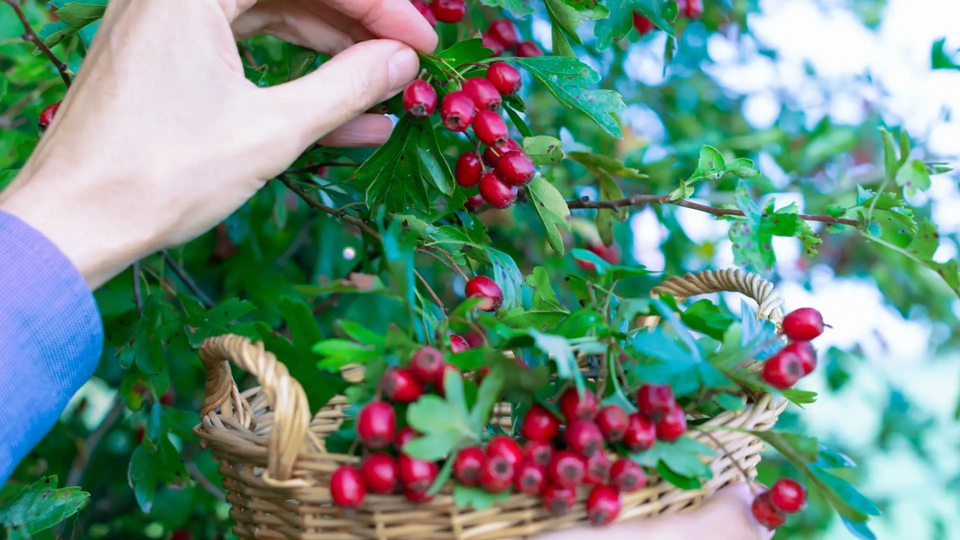 shutterstock, glog, drvo gloga-68cd66e553343.webp