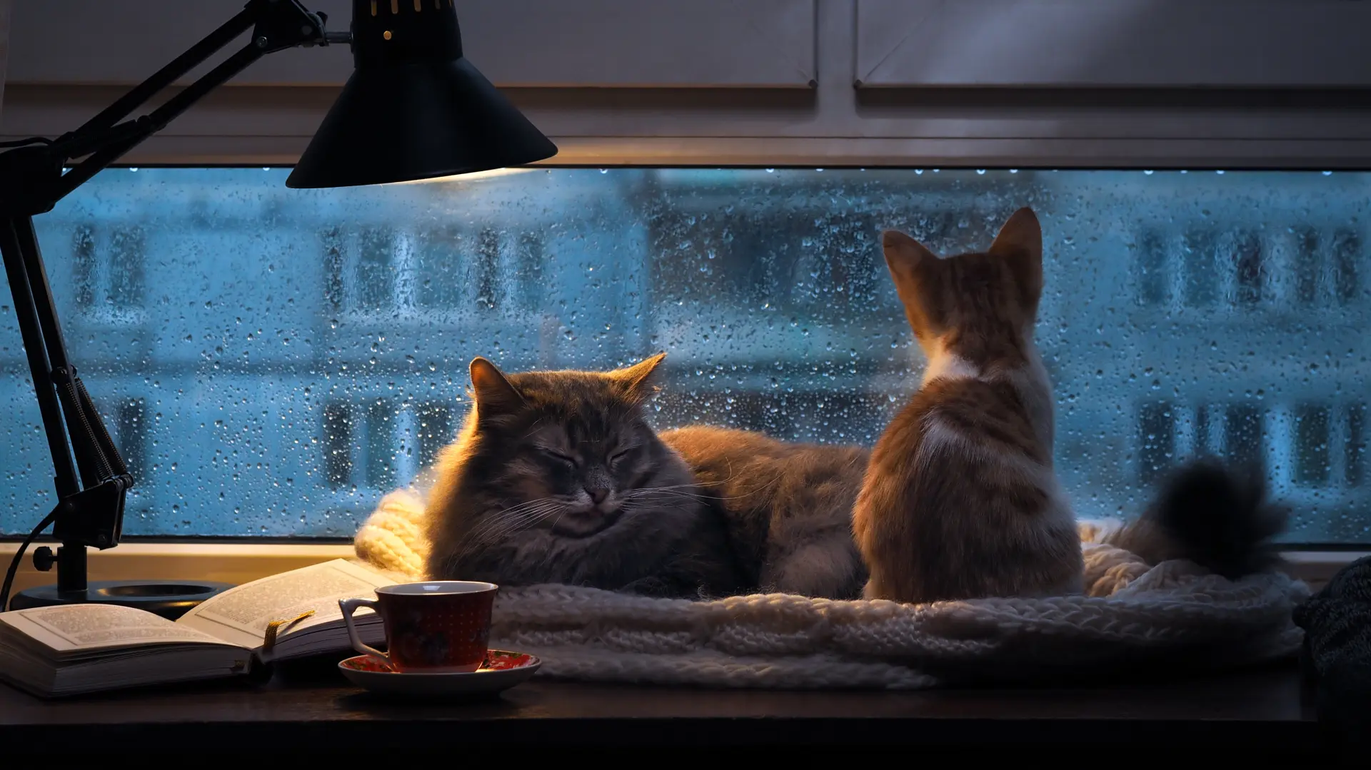 shutterstock_377568859 kiša spavanje mačke udobno uživanje kišni dan jesen kafa knjiga uživanje-68db7cbf06b33.webp