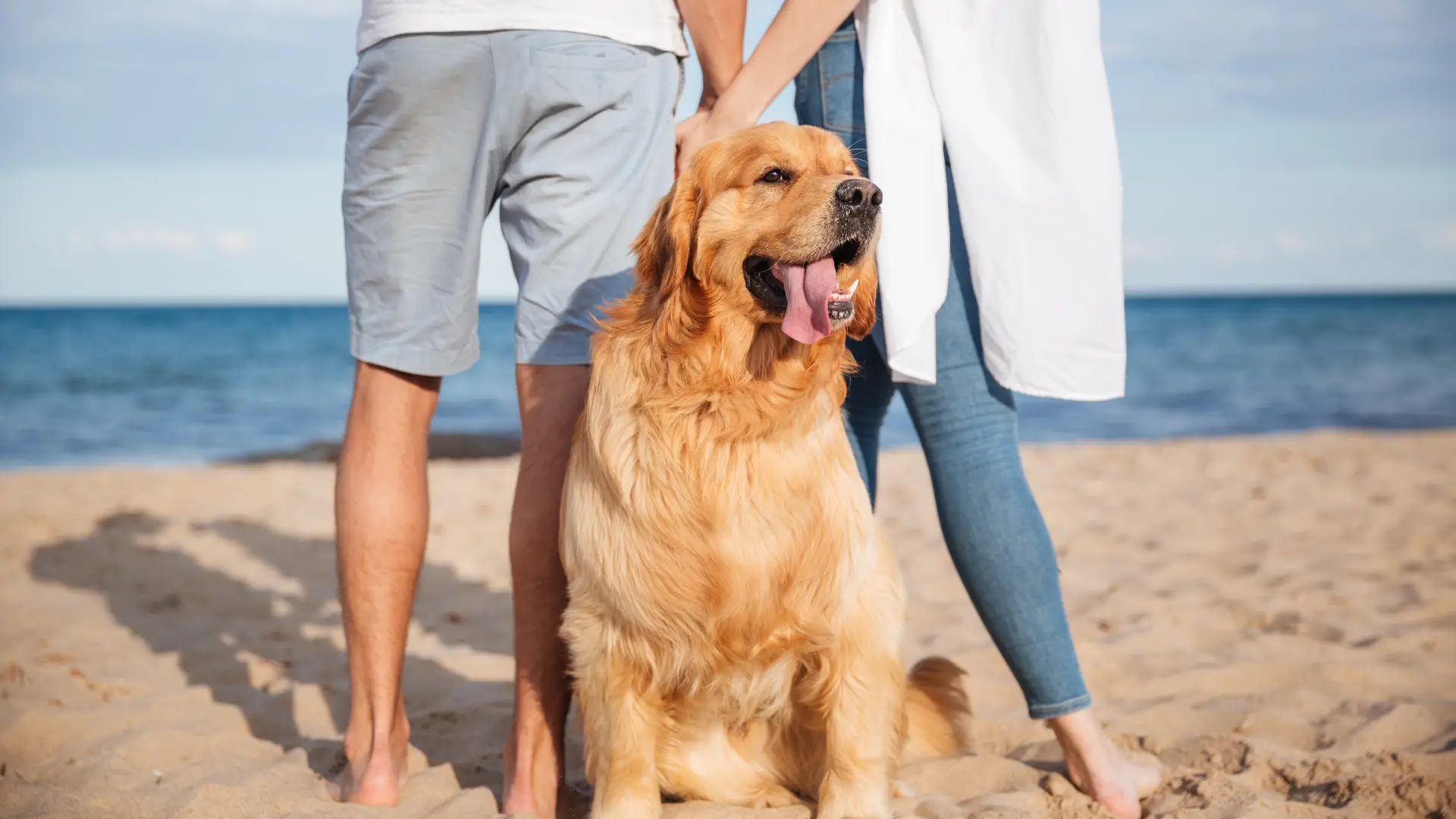 shutterstock_454107562 ljubav pas životinje-68c96a3d855e2.webp